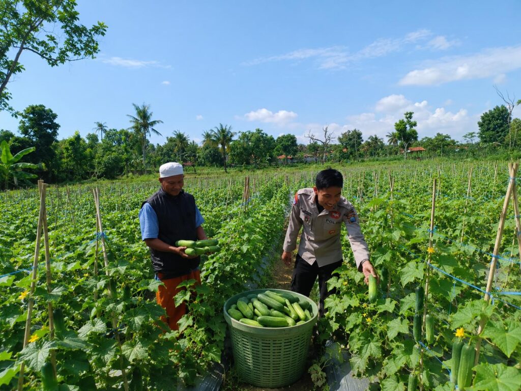 Dukung Swasembada Pangan Nasional, Bhabinkamtibmas Polres Sumenep Monitoring Budidaya Mentimun di Desa Kerta Timur 1 WhatsApp Image 2026-07-03 at 10.18.47 AM